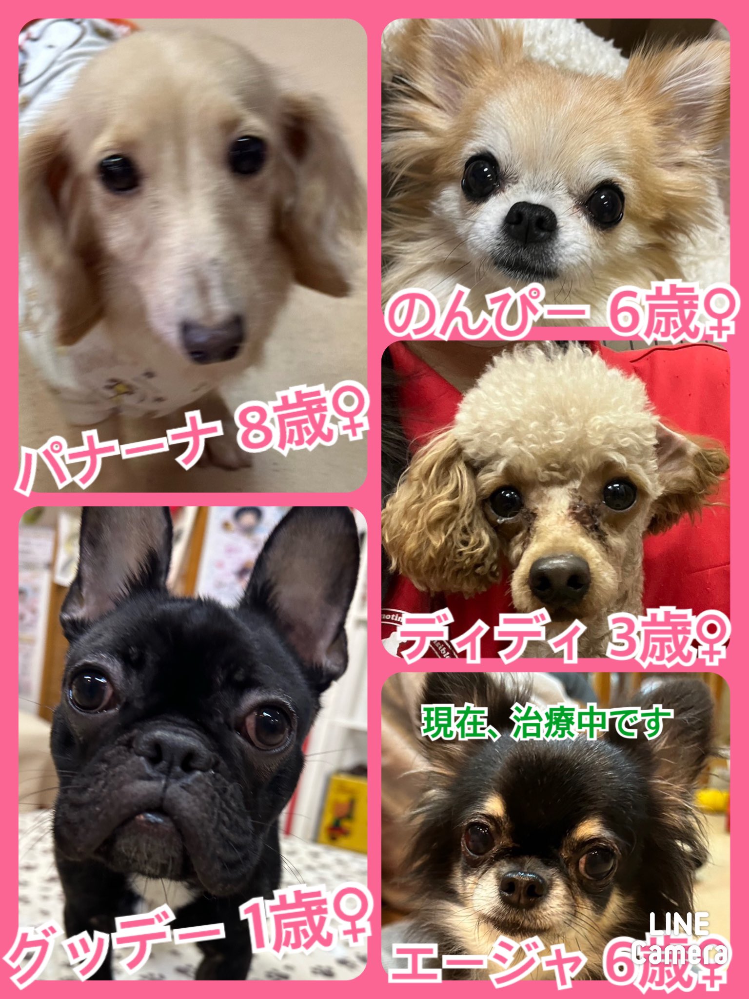 🐾今日の里親様募集中ワンコ🐶メンバーです🐾2023,11,28【保護犬カフェ天神橋店】